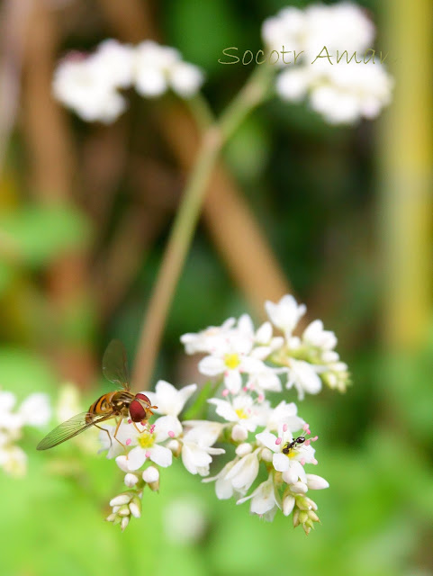 Episyrphus balteatus