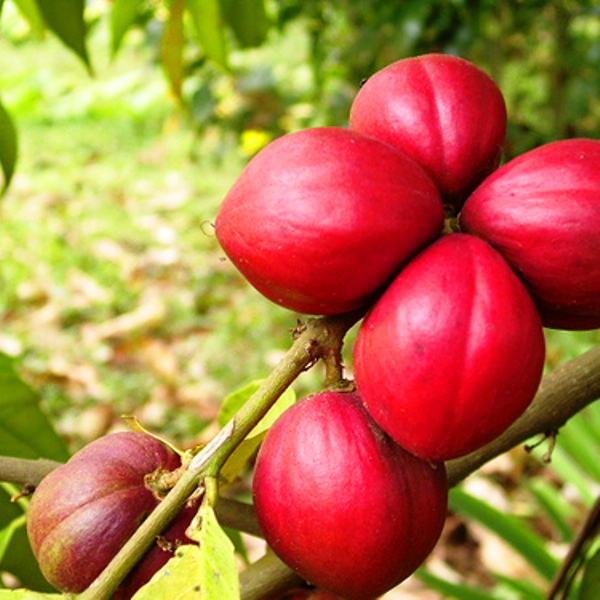 Guna Manfaat Buah Mahkota Dewa 