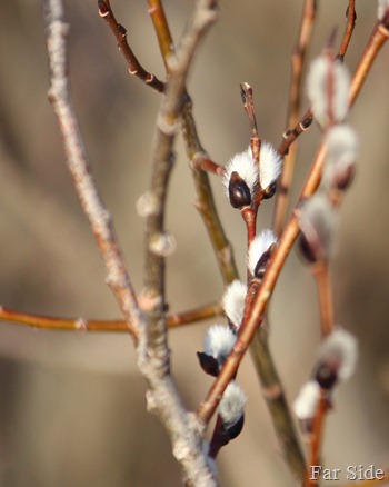 Pussy Willows
