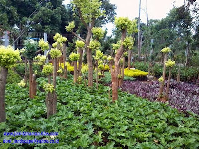 Bonsai Anting Putri