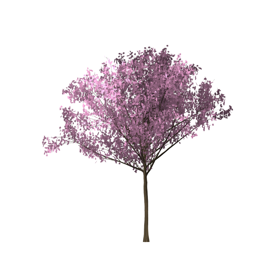 DOWNLOAD GAMBAR POHON SAKURA PNG - GRAFIS - MEDIA