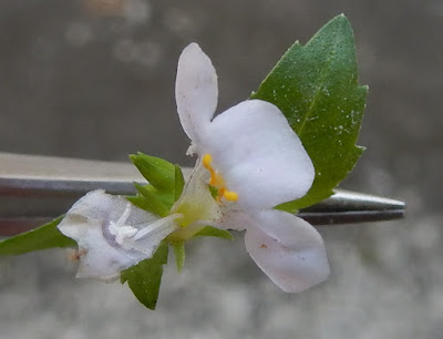 泥花草的花