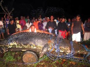 Hombre se mide con el cocodrilo amarrado