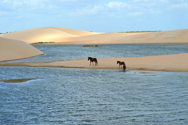 Brésil, Jericoacoara, buggy, hippocampe, dune, tatajuba, mangue seco