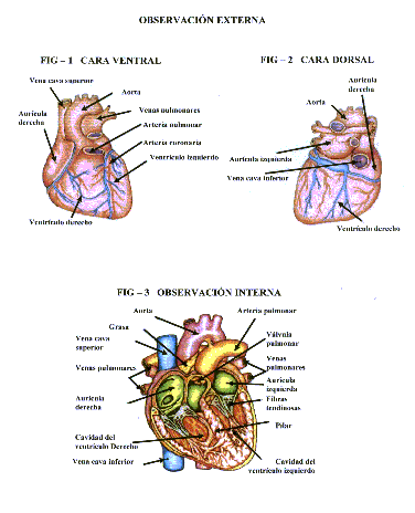 partes del corazon. partes del corazon. las partes