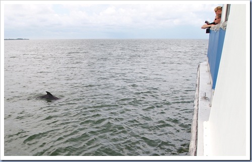 Tarpon Springs dolfijn4