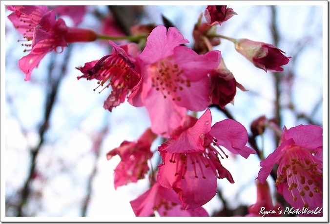 _RIM0159