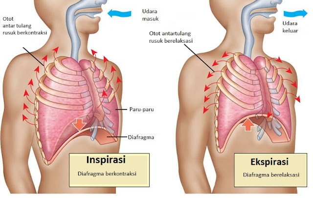 Mekanisme Pemapasan : inspirasi dan ekspirasi