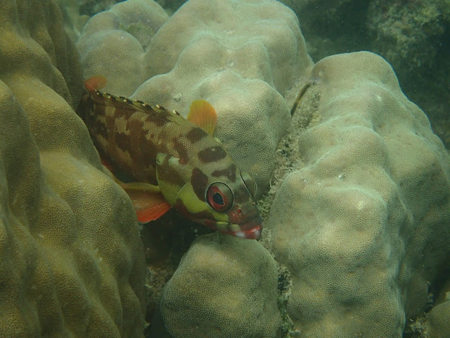 Epinephelus fasciatus