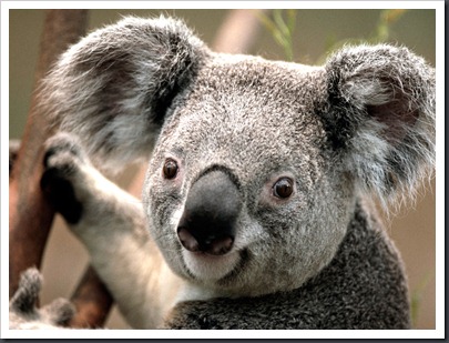 Koala