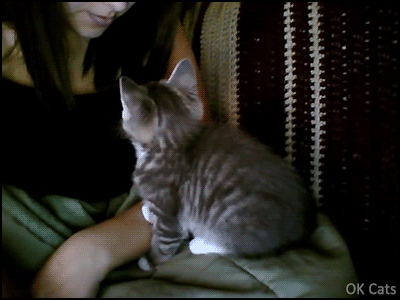 Cute Kitten GIF • Adorable kitten asks for a little kiss from Mom before taking her nap. So cute baby