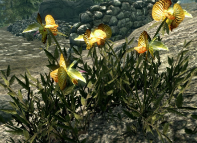 A bunch of dragon's tongue plants growing on the ground