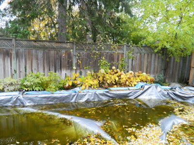 Fall Cleanup Bedford Park Backyard Before by Paul Jung Gardening Services--a Toronto Gardening Services Company