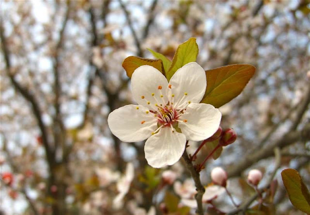 Cherry Plum Flowers Pictures