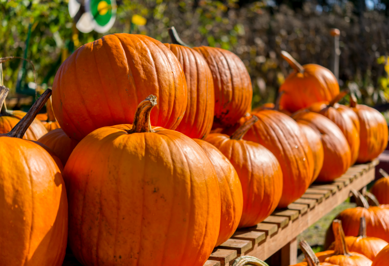 a row of pumpkins