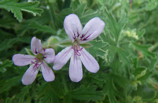 Pelargonium Graveolens Variegated Lady Plymouth flower