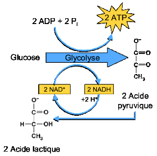 bilan énergétique de la fermentation alcoolique et lactique