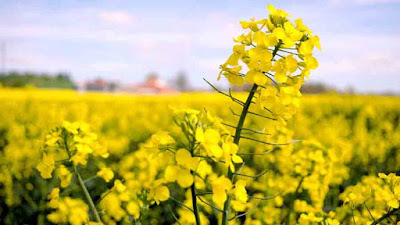 Colza (Brassica Napus)