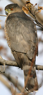 Accipiter cooperii