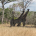 SAADANI ANIMAL RESERVES (HIFADHI YA SAADANI)