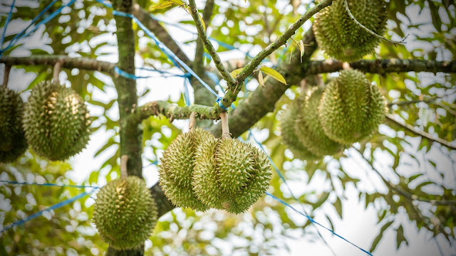 Pupuk Durian Yang Bagus