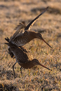 Wildlifefotografie Kopulation Uferschnepfen