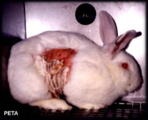 animal testing pictures. stop animal testing!