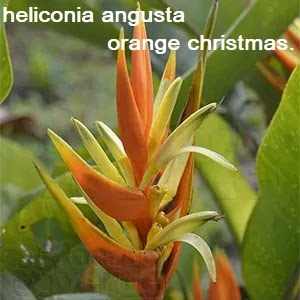 Heliconia angusta - Orange Christmas.