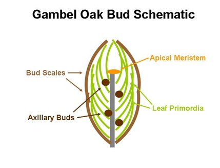 Gambel Bud Schematic
