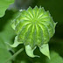 Rubus Raspberry Plants