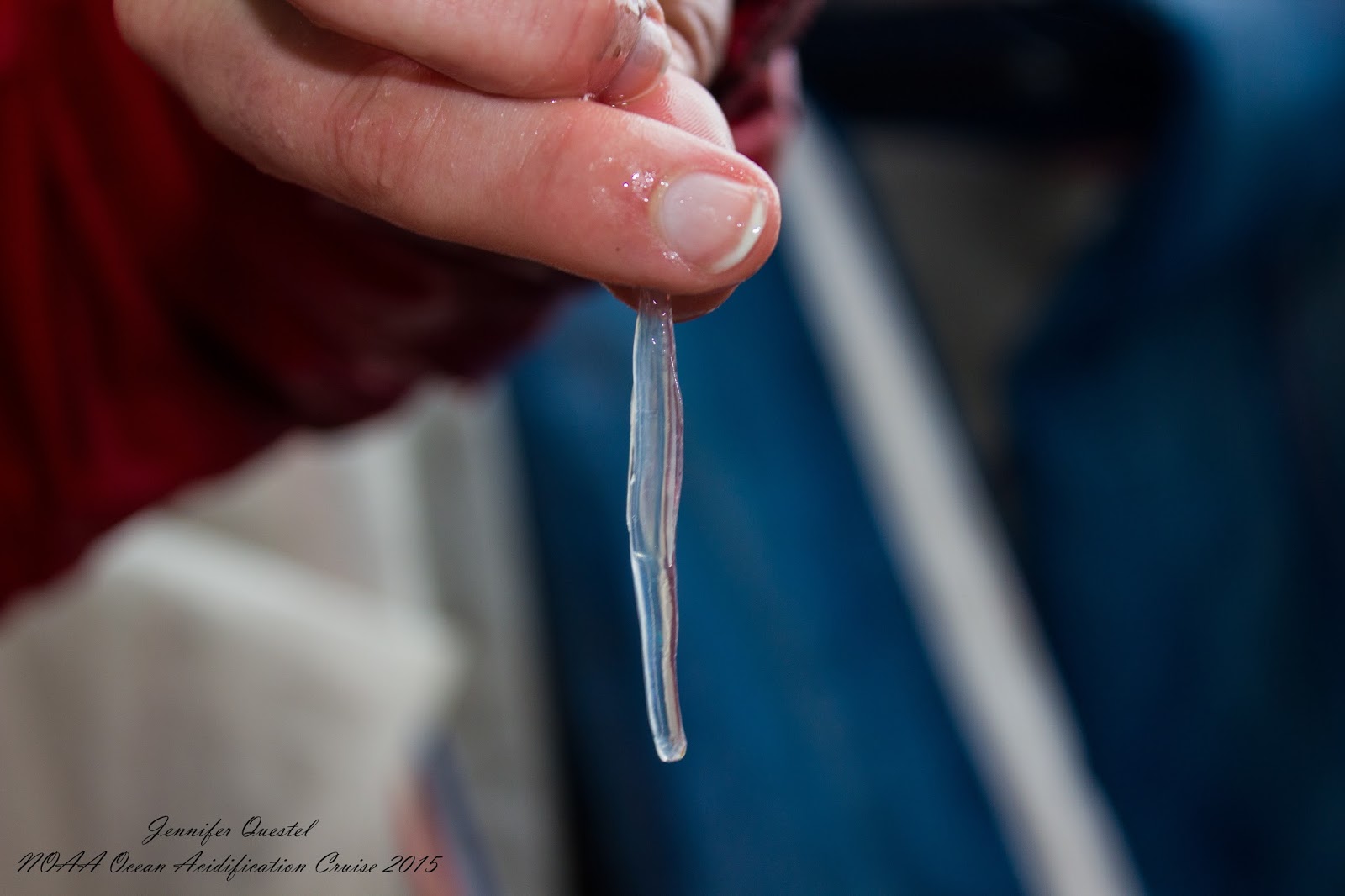 Chaetognath (arrow worm) from the sieve, photo by Jennifer Questel