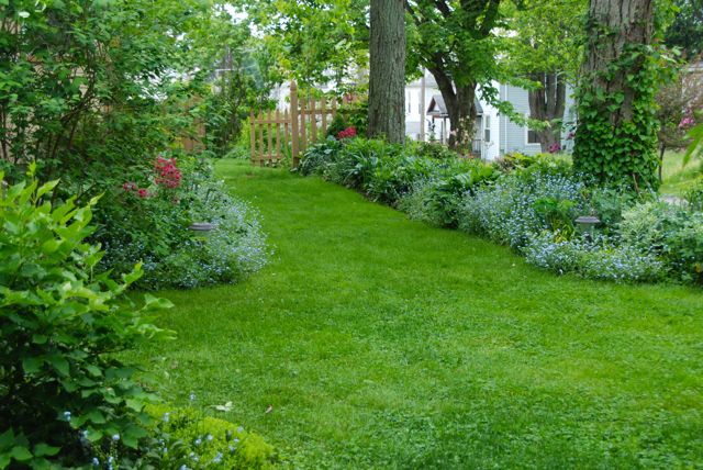 View to the Circle Lawn and the Shade Path Garden, which is covered in forget-me-nots (Myosotis) and columbine (Aquilegia 'Nora Barlow').