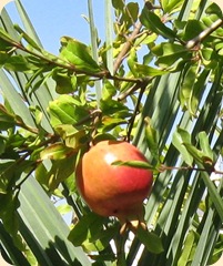 Granaattiomena Granaattiomena