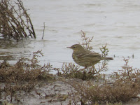 Water Pipit