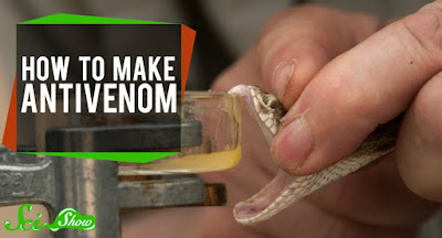 how to make antivenom