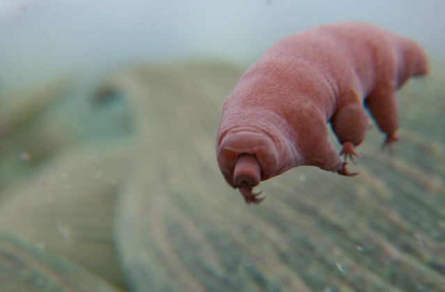 tardigrado