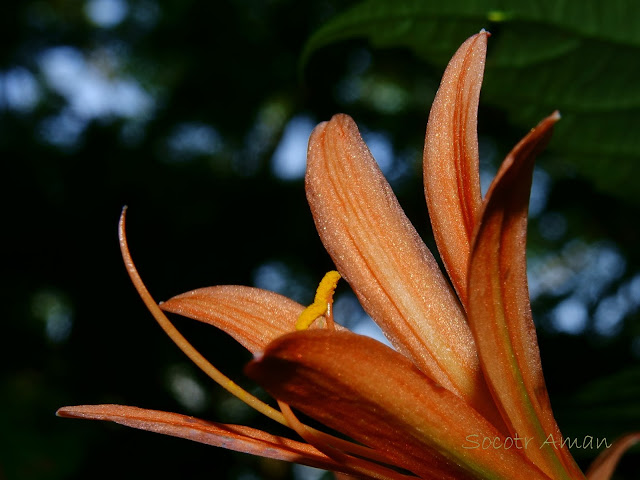 Lycoris sanguinea