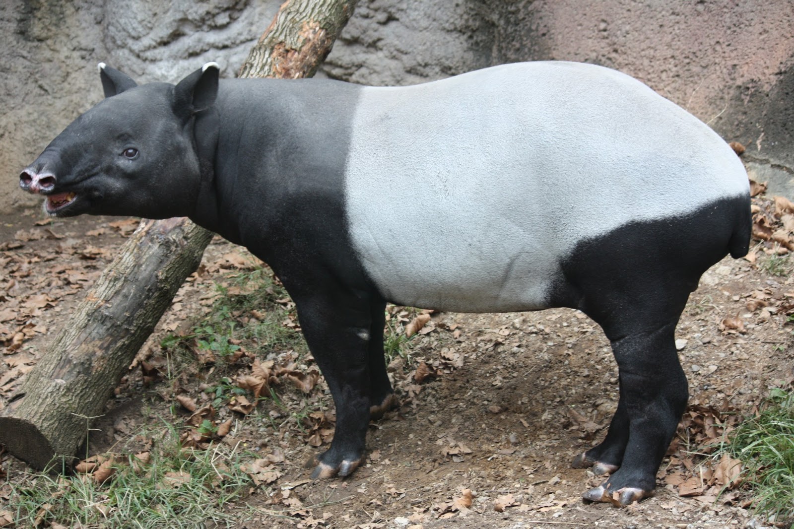 Tapirs Animals Facts And Images  All Wildlife Photographs