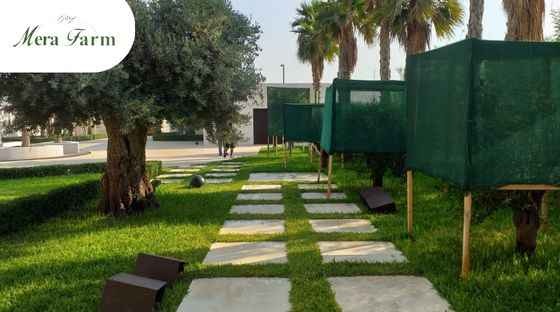 تصميم حدائق منزلية في الامارات