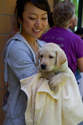 Young female volunteer holds yellow Lab puppy in towel