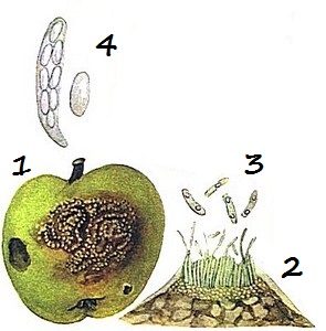 Горькая гниль плодов яблони