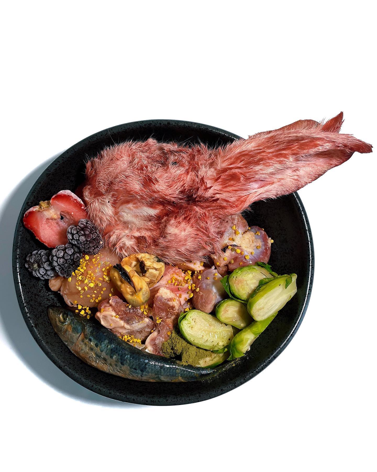 nrc balanced raw meal for adult dog; closeup photo of whole prey rabbit head