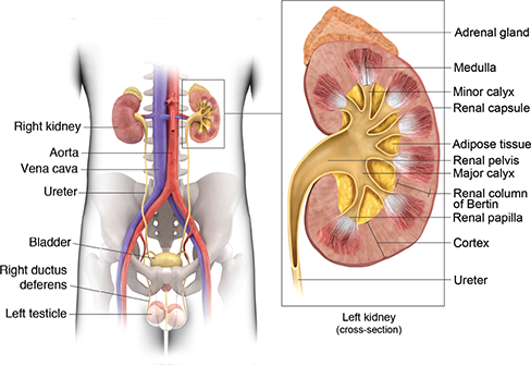  Home Remedies for Kidney Infection