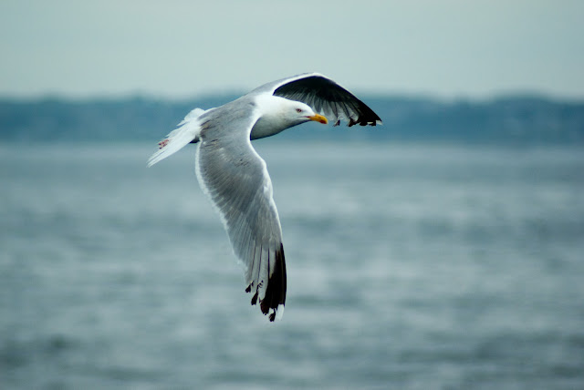 gull wallpaper,gull images;gull photo,gull picture,beautiful gull,cute gull,Pacific Gull, Larus pacificus, Belcher's Gull, Larus belcheri, Olrog's Gull, Larus atlanticus Black-tailed Gull, Larus crassirostris ,Heermann's Gull, Larus heermanni,Common Gull or Mew Gull, Larus canus,Ring-billed Gull, Larus delawarensis,California Gull, Larus californicusGreat Black-backed Gull, Larus marinus,Kelp Gull, Larus dominicanus, (called "Southern Black-backed Gull" or "Karoro" in New Zealand),Cape Gull, Larus dominicanus vetula,Glaucous-winged Gull, Larus glaucescens,Western Gull, Larus occidentalis,Yellow-footed Gull, Larus livens,Glaucous Gull, Larus hyperboreus,Iceland Gull, Larus glaucoides,Kumlien's Gull, Larus glaucoides kumlieni Thayer's Gull, Larus thayeri,European Herring Gull, Larus argentatus,Heuglin's Gull, Larus heuglini,American Herring Gull,Larus smithsonianus,Yellow-legged Gull,Larus michahellis,Caspian Gull, Larus cachinnans,East Siberian Herring Gull, Larus vegae,Armenian Gull,Larus armenicus,Slaty-backed Gull,Larus schistisagus,Lesser Black-backed Gull,Larus fuscus,White-eyed Gull,Ichthyaetus leucophthalmus,Sooty Gull,Ichthyaetus hemprichii,Great Black-headed Gull,Ichthyaetus ichthyaetus,Audouin's Gull, Ichthyaetus audouinii,Mediterranean Gull, Ichthyaetus melanocephalus,Relict Gull, Ichthyaetus relictus,Dolphin Gull, Leucophaeus scoresbii,Laughing Gull, Leucophaeus atricilla,Franklin's Gull, Leucophaeus pipixcan,Lava Gull, Leucophaeus fuliginosus,Gray Gull, Leucophaeus modestus,Silver Gull, Chroicocephalus novaehollandiae,Red-billed Gull, Chroicocephalus scopulinus,Hartlaub's Gull, Chroicocephalus hartlaubii,  Brown-hooded Gull, Chroicocephalus maculipennis,Gray-hooded Gull, Chroicocephalus cirrocephalus,Andean Gull, Chroicocephalus serranus,Black-billed Gull, Chroicocephalus bulleri,Brown-headed Gull, Chroicocephalus brunnicephalus,Black-headed Gull, Chroicocephalus ridibundus,Slender-billed Gull, Chroicocephalus genei,Bonaparte's Gull, Chroicocephalus philadelphia,