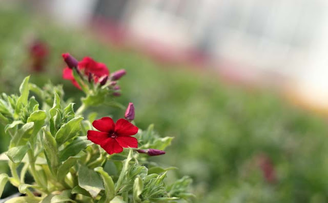 Phlox Flowers Pictures