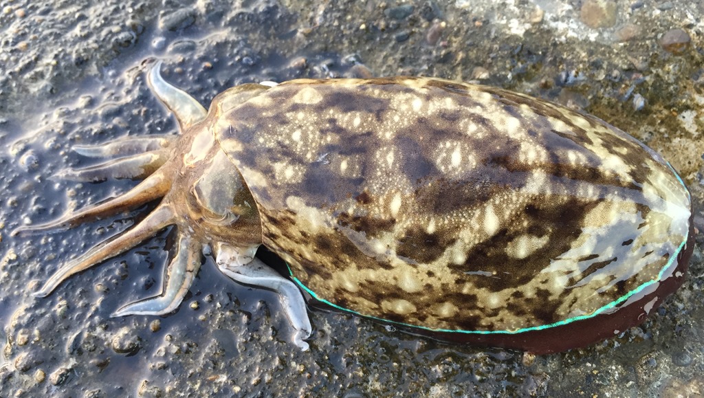 ズル引きエギングの釣果 カミナリイカ（モンゴウイカ）