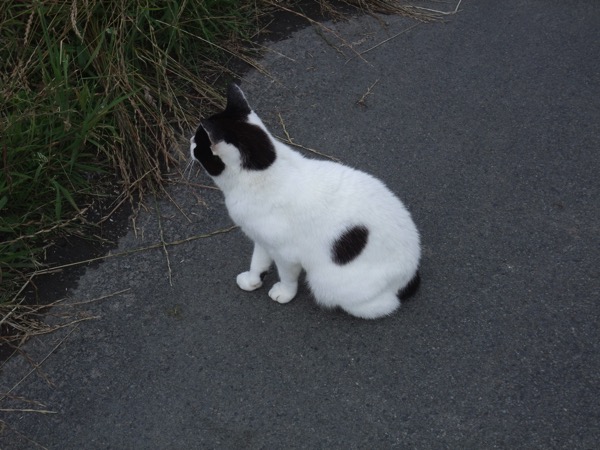 Manx Cat 1