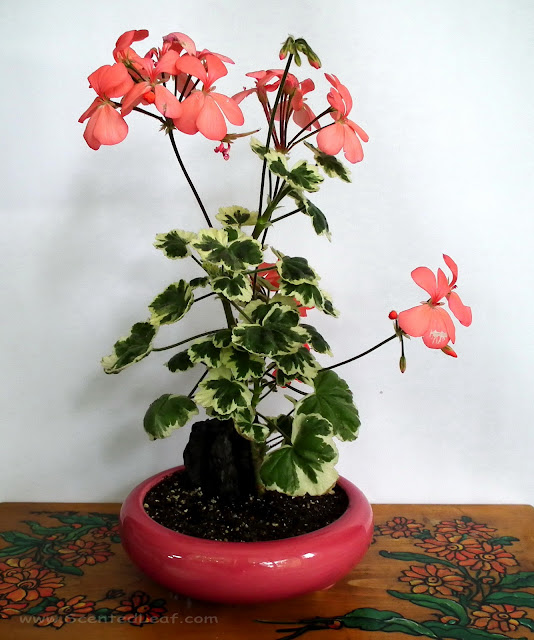 Pink flower arrangement with Pelargonium zonale "Frank Headley"