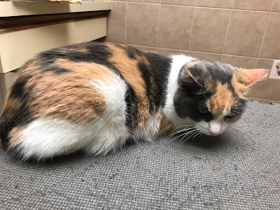 calico cat on an exam table