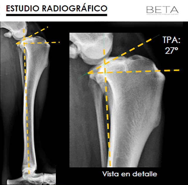 angulo meseta tibial perros